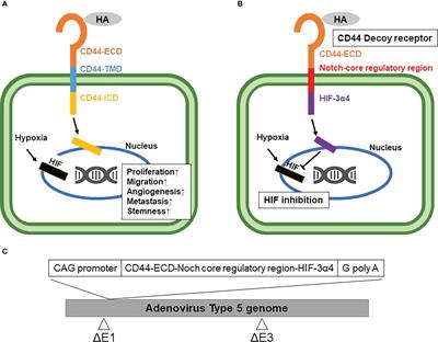 A recombinant adenovirus vector containing the synNotch receptor gene for the treatment of triple-negative breast cancer